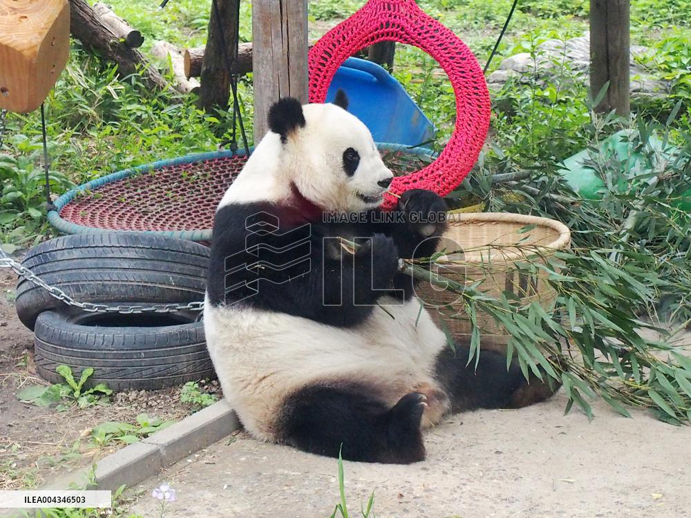 Beijing Zoo Giant Panda
