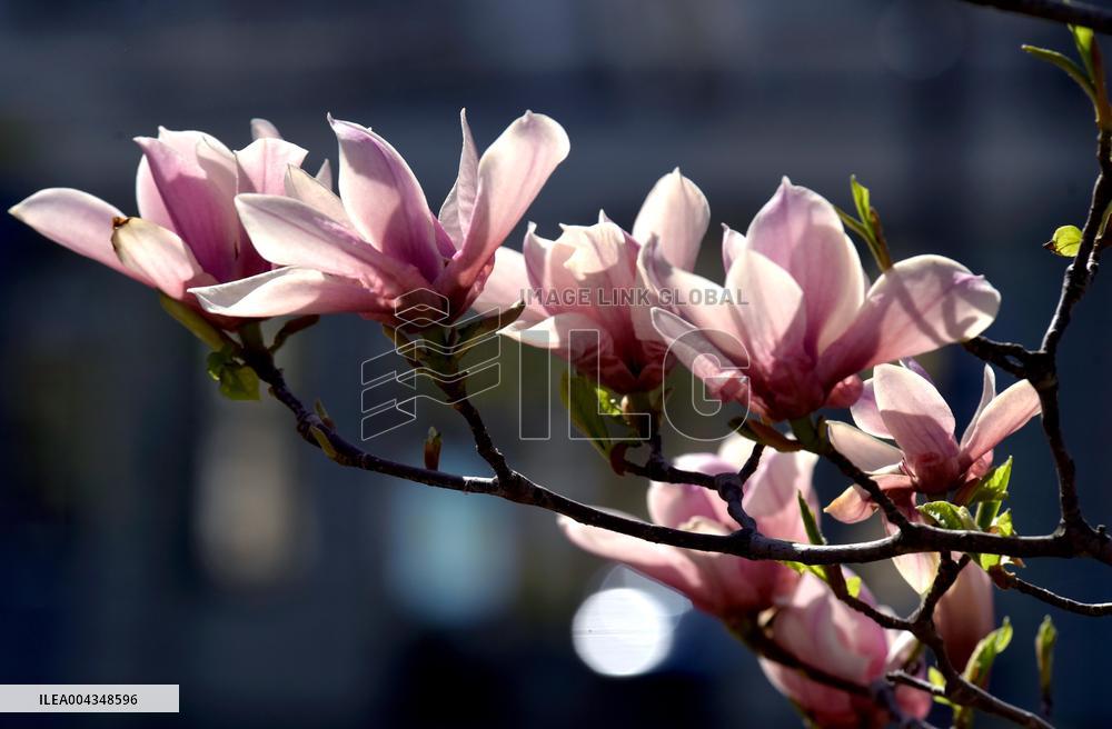 Magnolias bloom in Vinnytsia