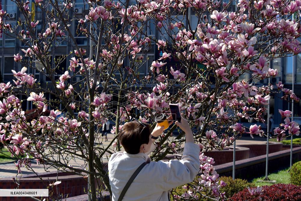 Magnolias bloom in Vinnytsia