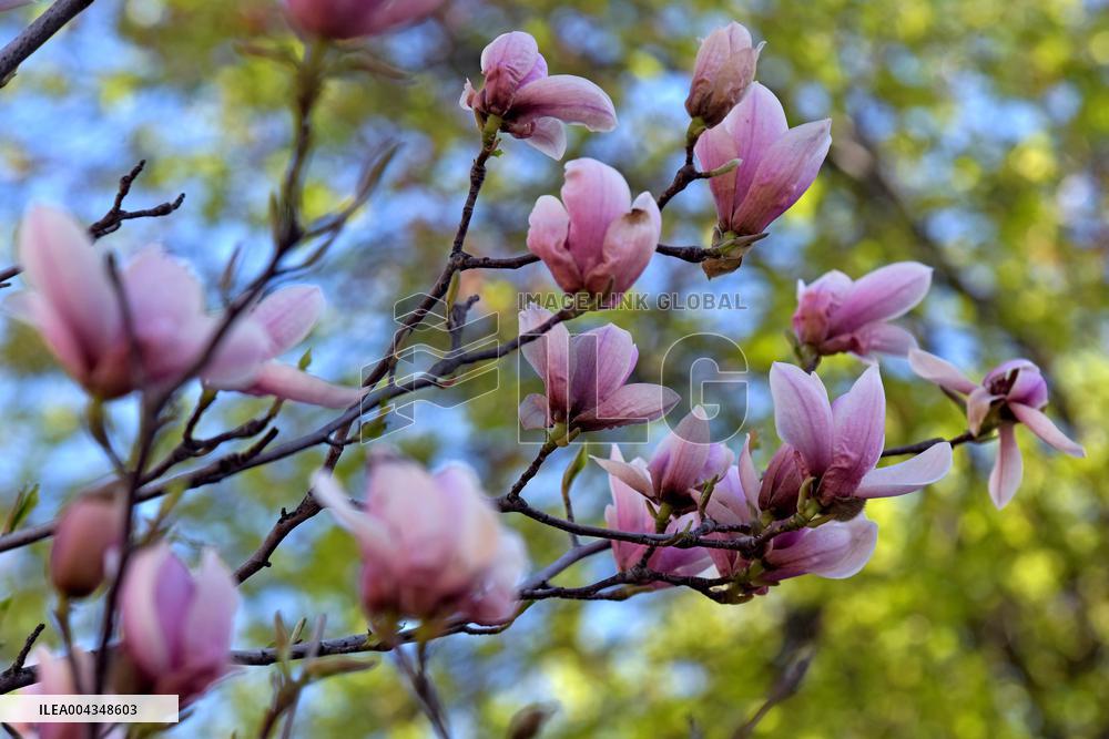 Magnolias bloom in Vinnytsia