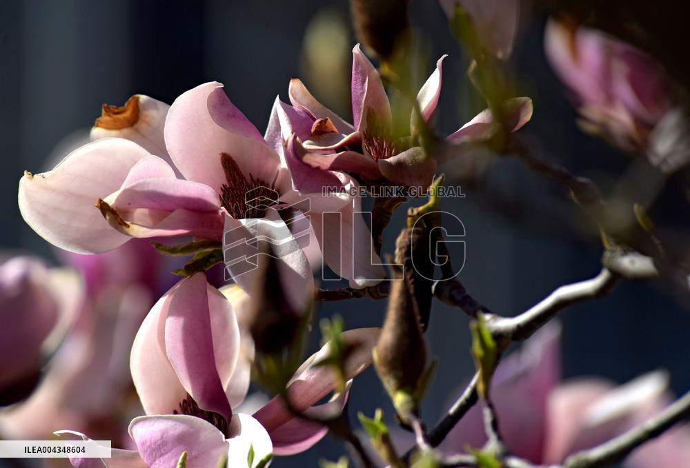 Magnolias bloom in Vinnytsia