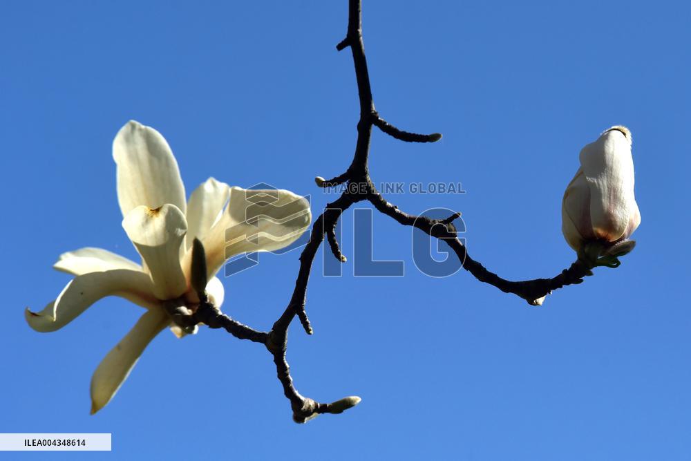 Magnolias bloom in Vinnytsia