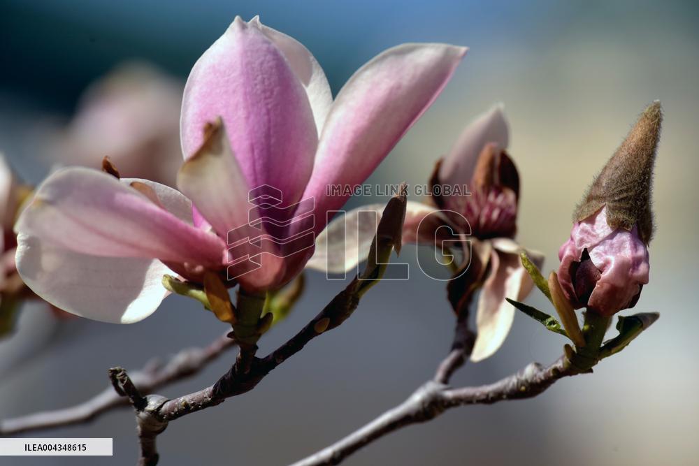 Magnolias bloom in Vinnytsia