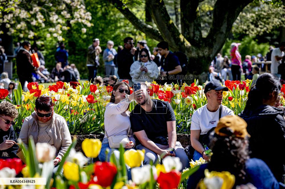 Tulips in Bloom - Lisse