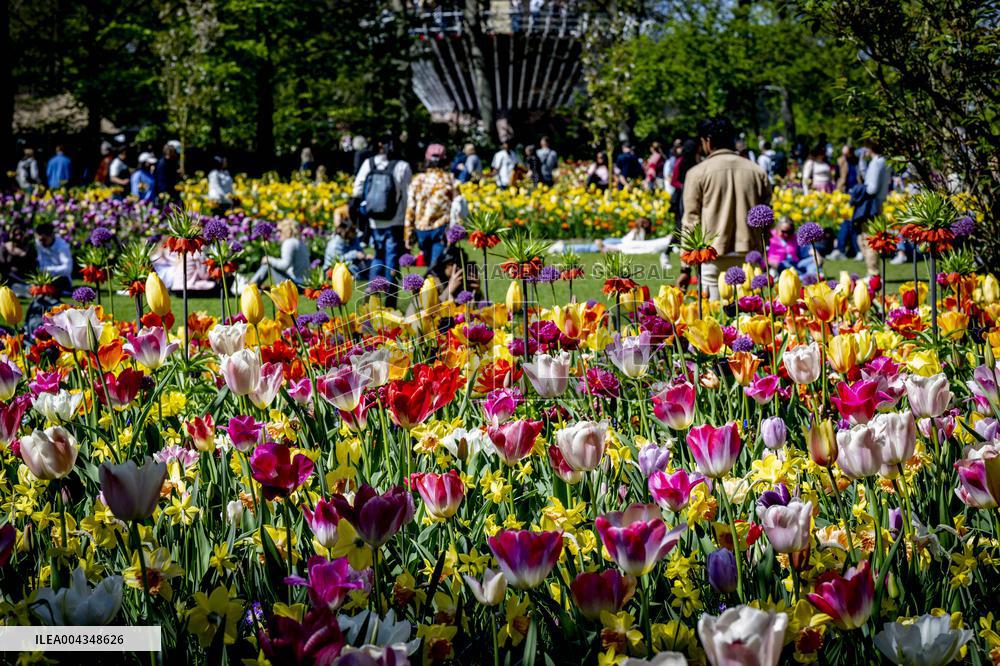 Tulips in Bloom - Lisse