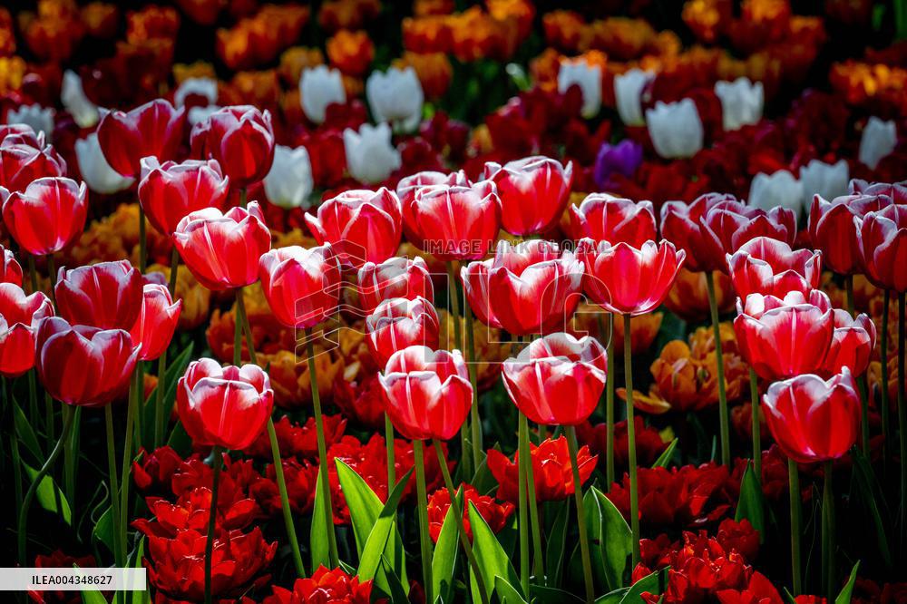 Tulips in Bloom - Lisse