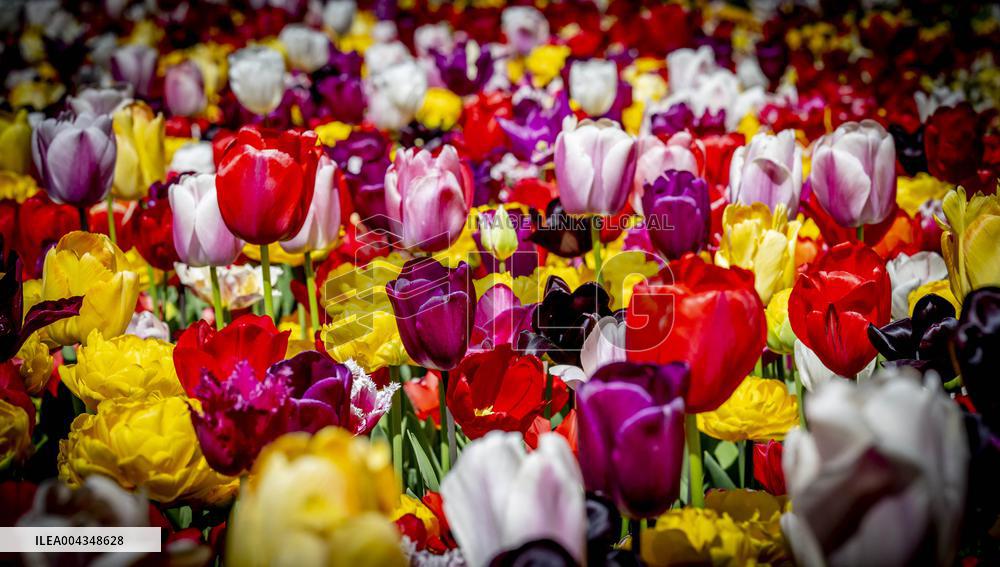 Tulips in Bloom - Lisse