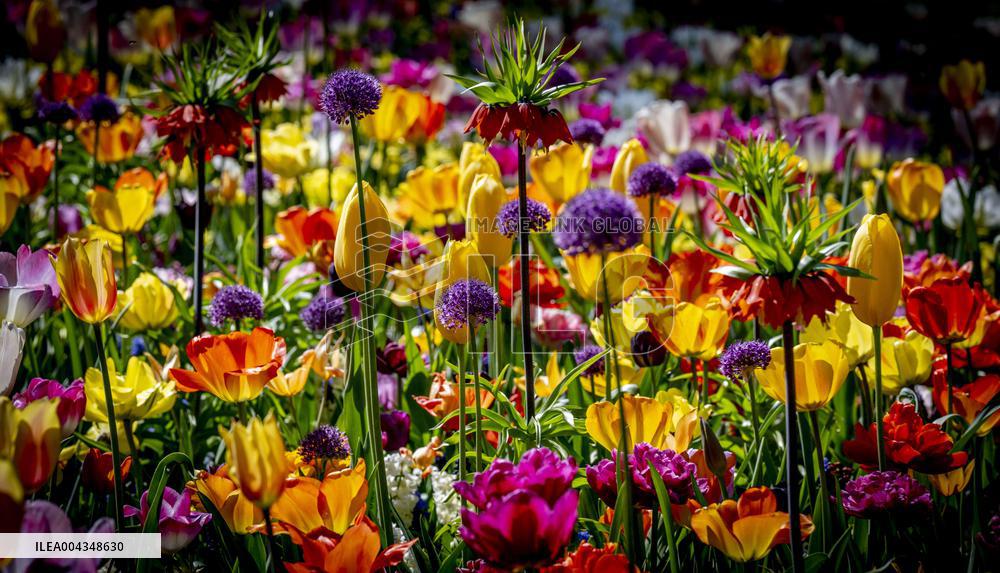 Tulips in Bloom - Lisse