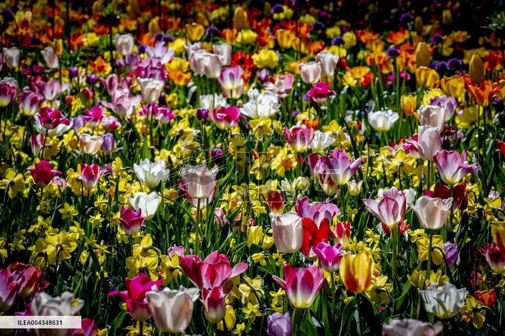 Tulips in Bloom - Lisse