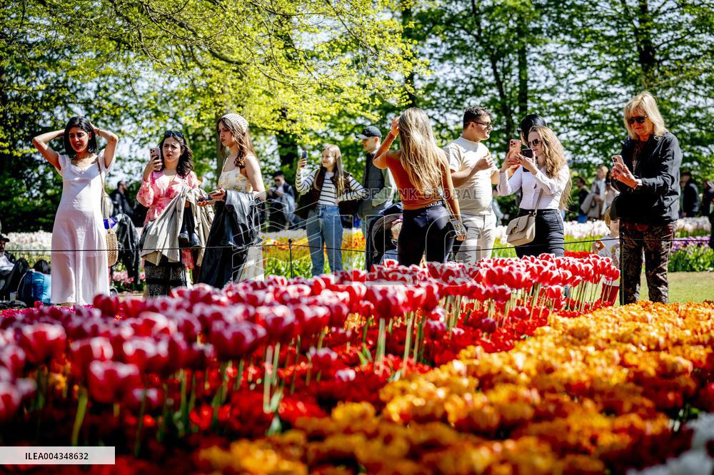 Tulips in Bloom - Lisse
