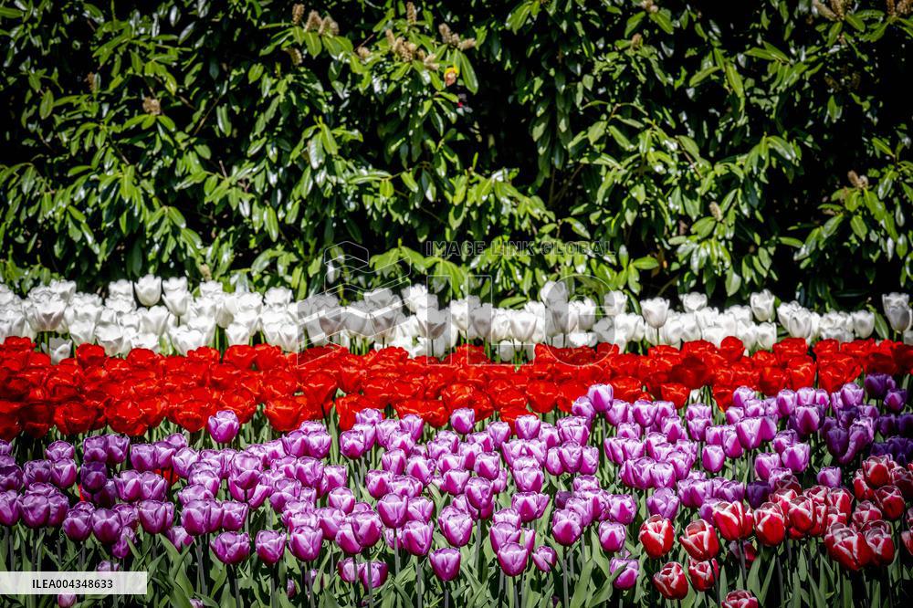 Tulips in Bloom - Lisse