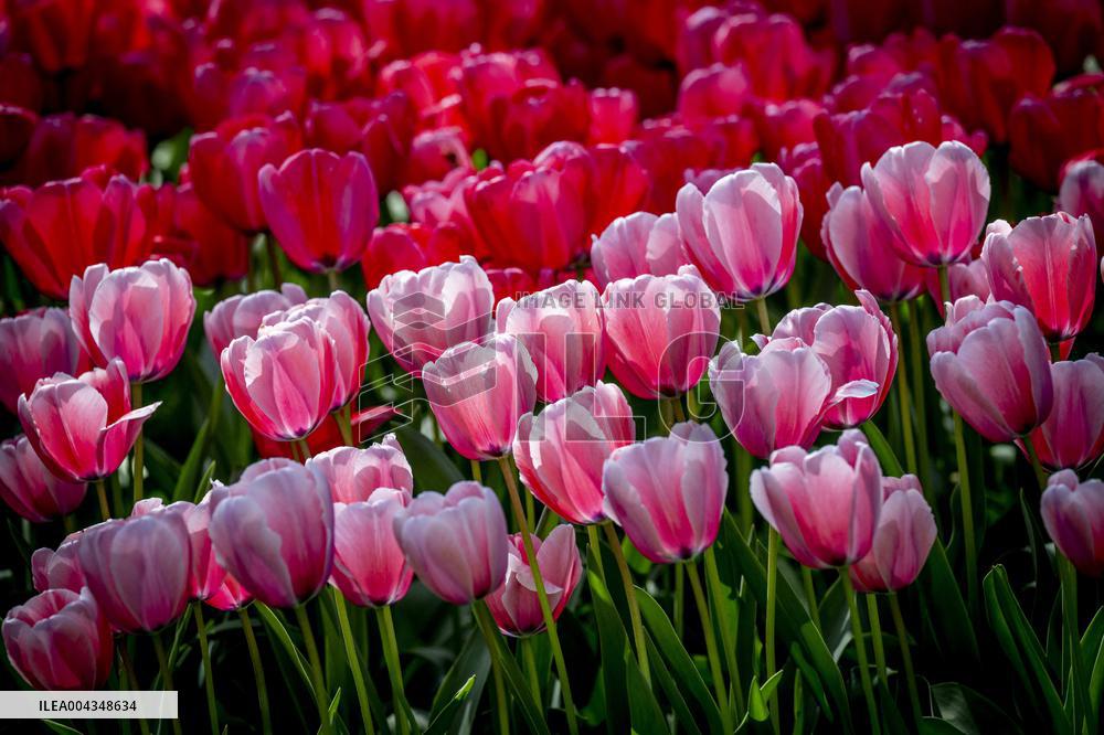 Tulips in Bloom - Lisse