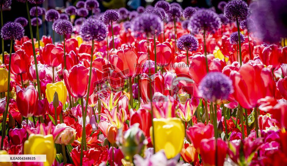 Tulips in Bloom - Lisse