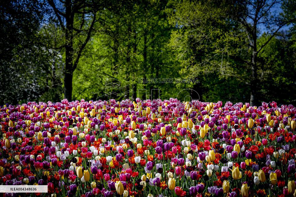 Tulips in Bloom - Lisse