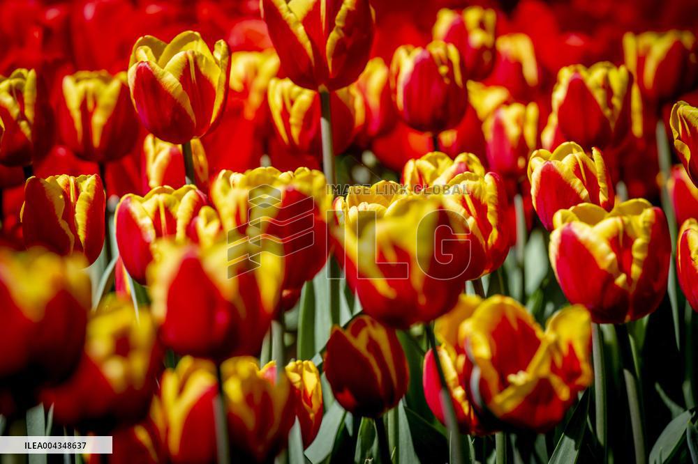 Tulips in Bloom - Lisse