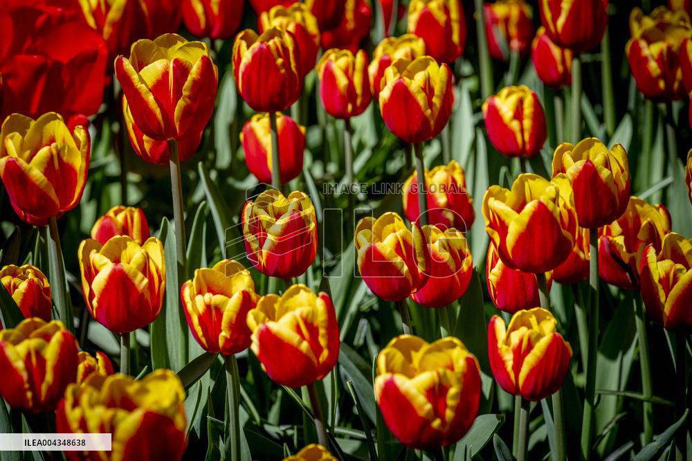 Tulips in Bloom - Lisse