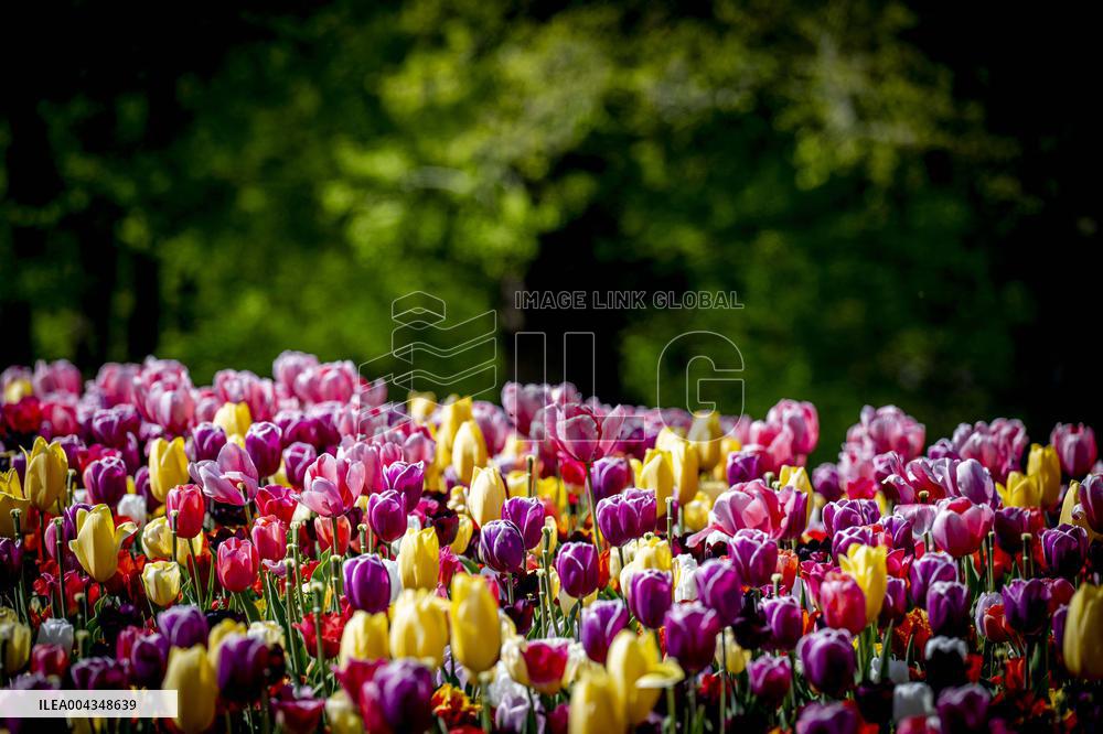 Tulips in Bloom - Lisse