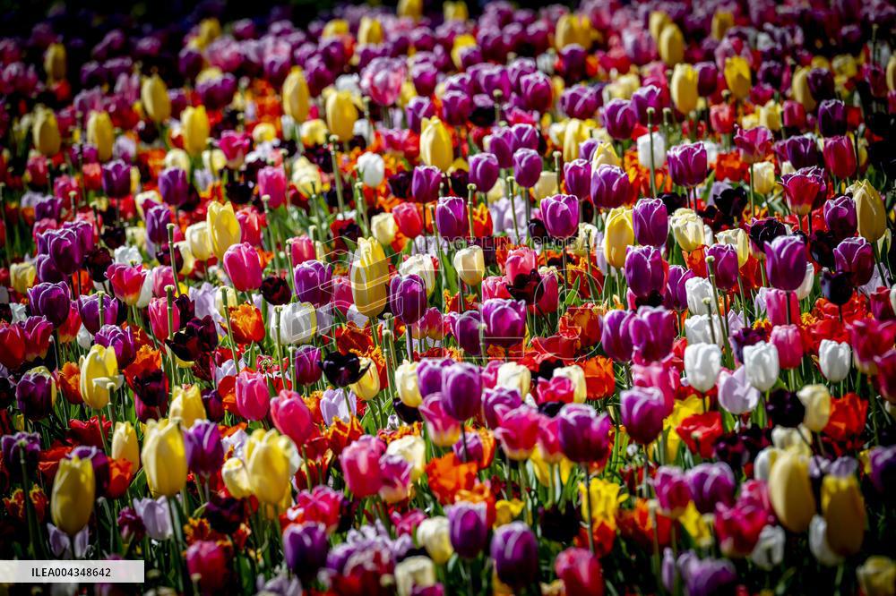 Tulips in Bloom - Lisse