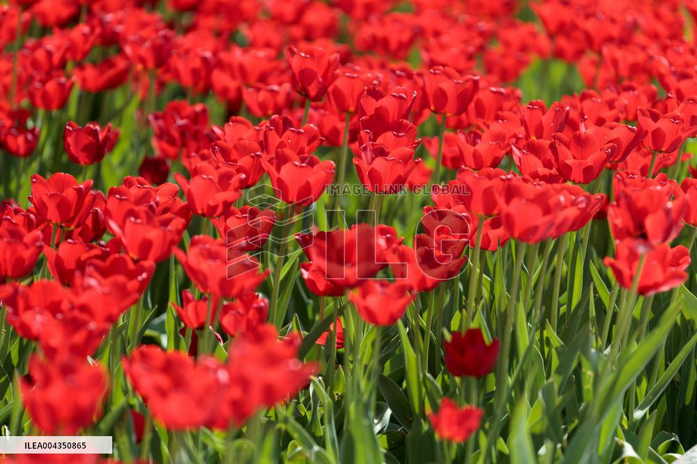 Tulips in full blossom in Kyivs Maidan Nezalezhnosti