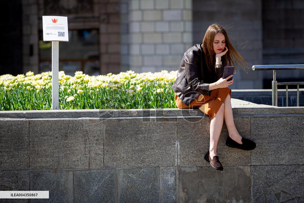 Tulips in full blossom in Kyivs Maidan Nezalezhnosti