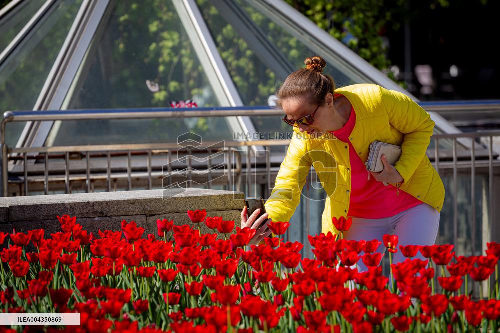 Tulips in full blossom in Kyivs Maidan Nezalezhnosti