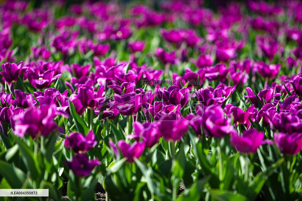 Tulips in full blossom in Kyivs Maidan Nezalezhnosti