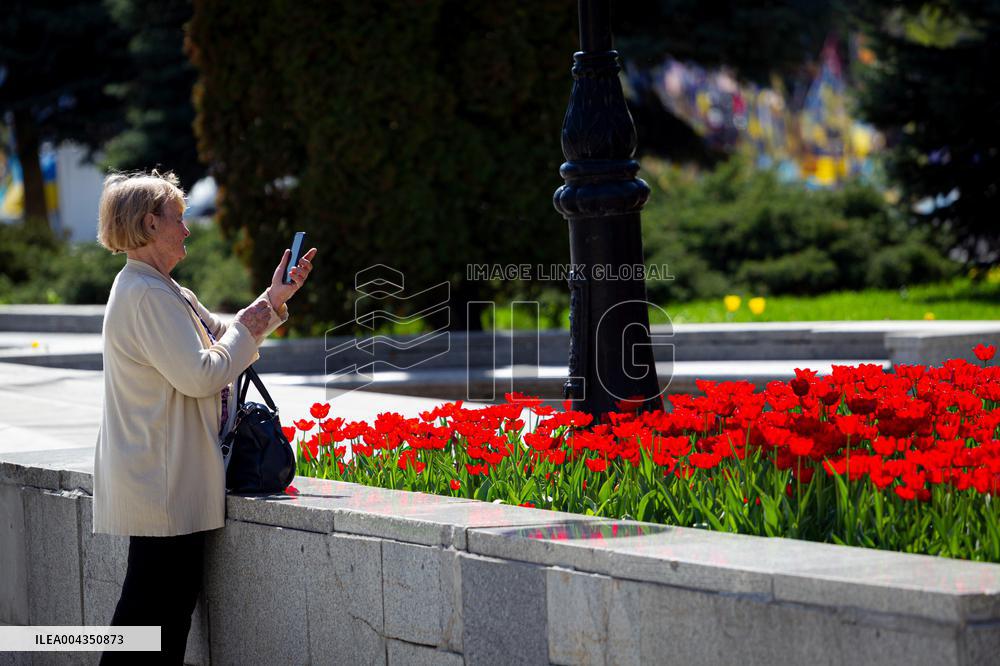 Tulips in full blossom in Kyivs Maidan Nezalezhnosti