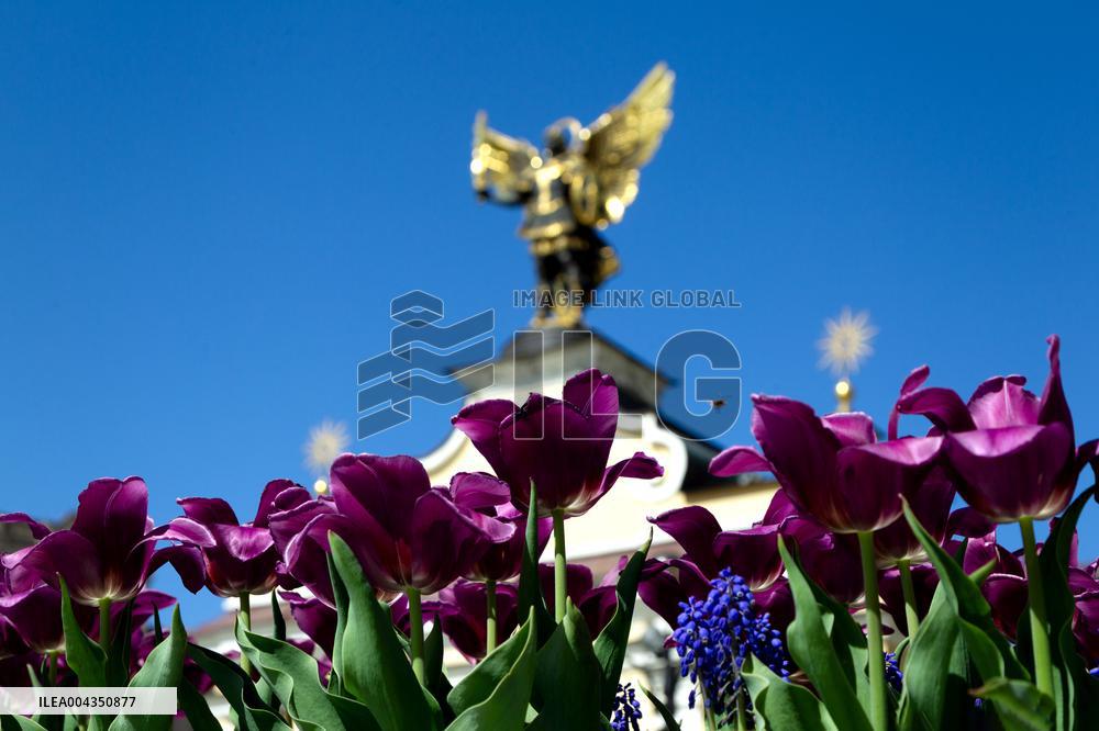 Tulips in full blossom in Kyivs Maidan Nezalezhnosti