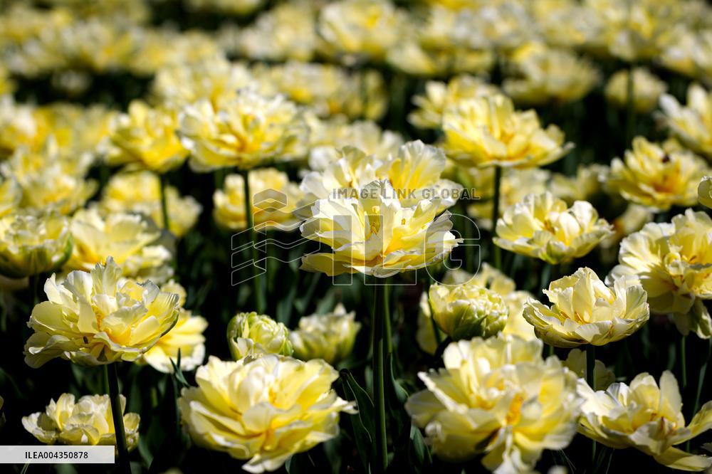Tulips in full blossom in Kyivs Maidan Nezalezhnosti