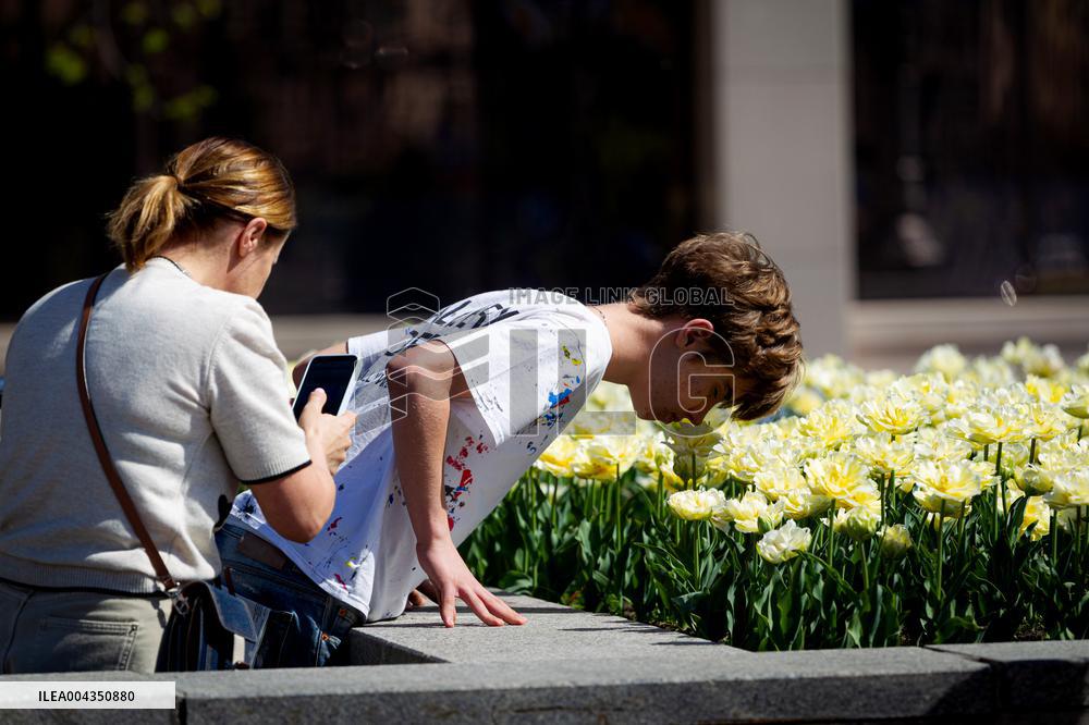 Tulips in full blossom in Kyivs Maidan Nezalezhnosti