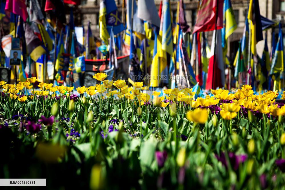 Tulips in full blossom in Kyivs Maidan Nezalezhnosti