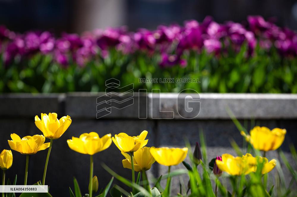 Tulips in full blossom in Kyivs Maidan Nezalezhnosti