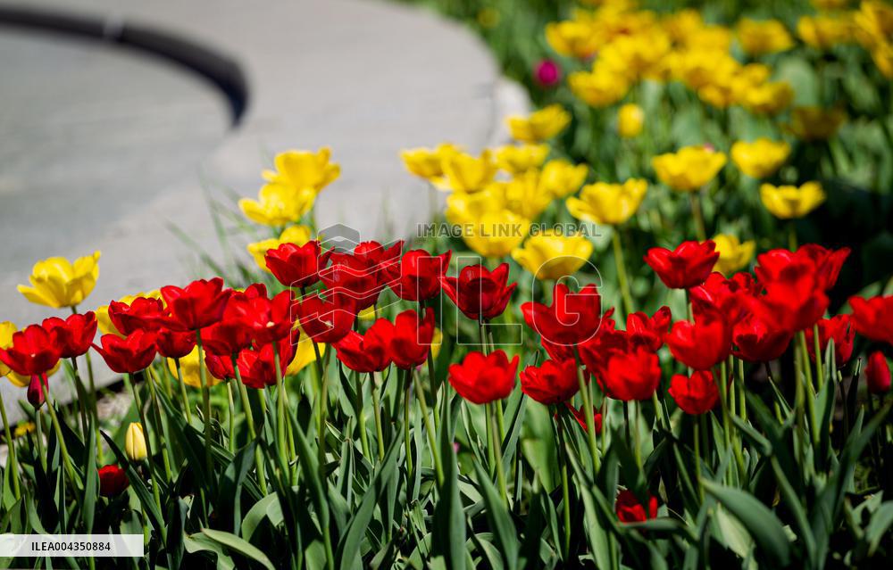 Tulips in full blossom in Kyivs Maidan Nezalezhnosti