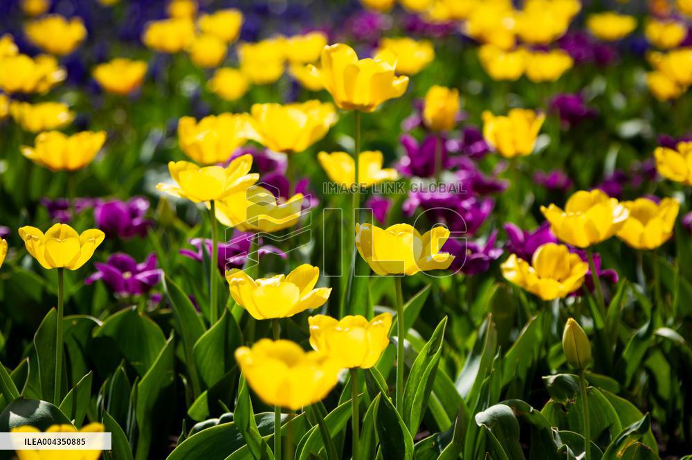 Tulips in full blossom in Kyivs Maidan Nezalezhnosti