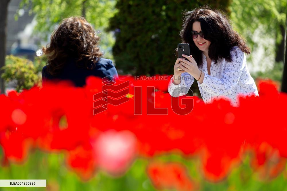 Tulips in full blossom in Kyivs Maidan Nezalezhnosti