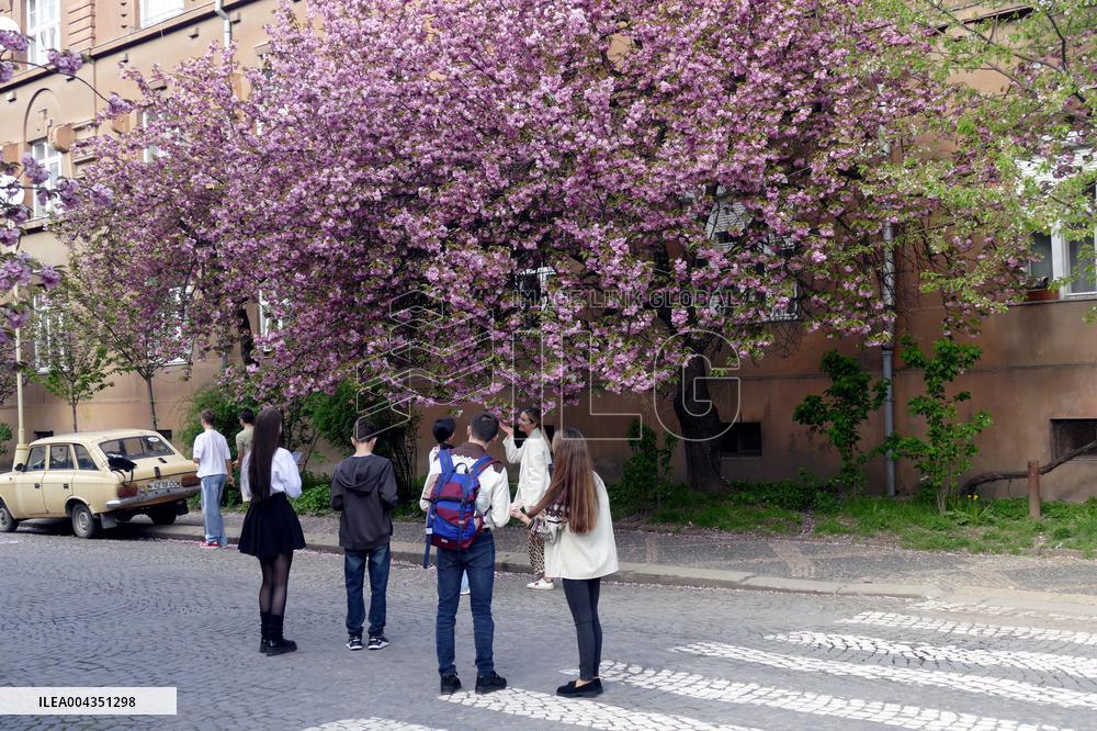 Cherry trees bloom in Uzhhorod