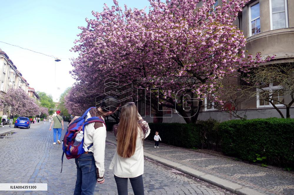 Cherry trees bloom in Uzhhorod