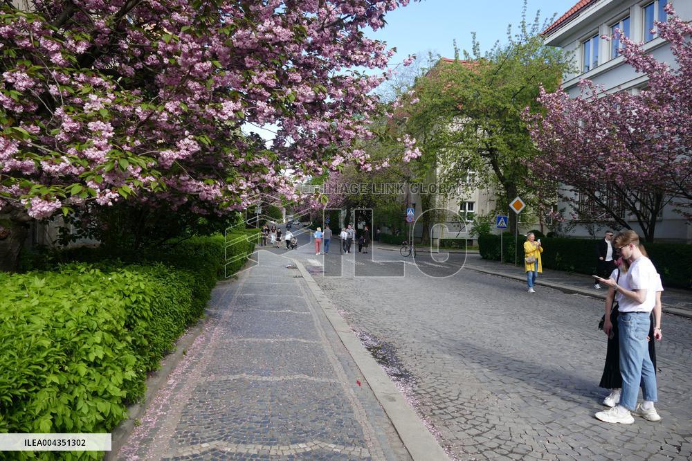Cherry trees bloom in Uzhhorod