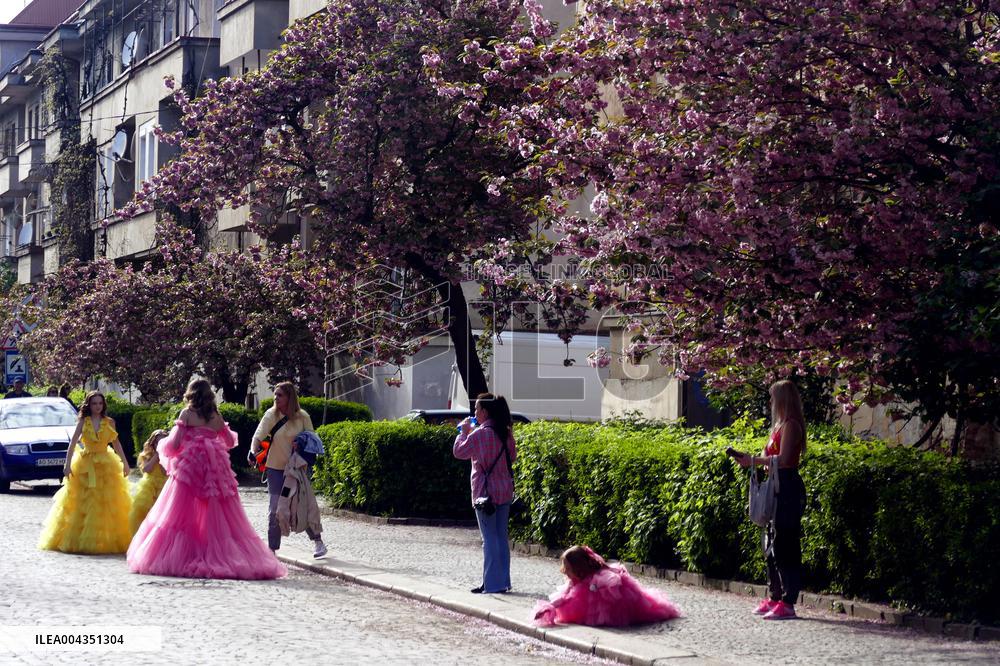 Cherry trees bloom in Uzhhorod
