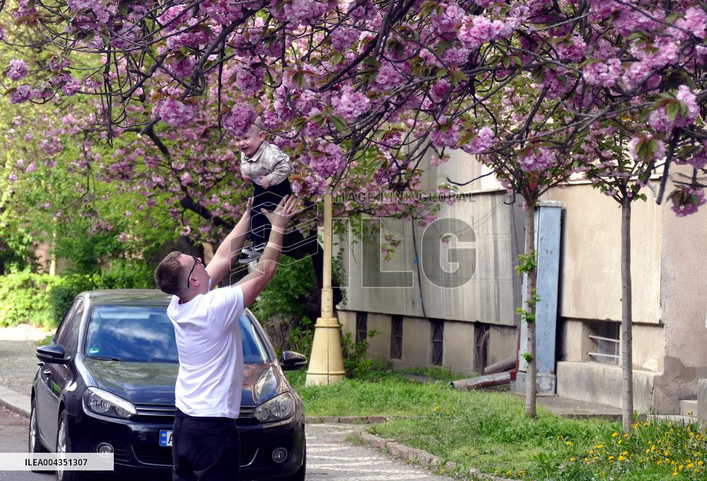 Cherry trees bloom in Uzhhorod