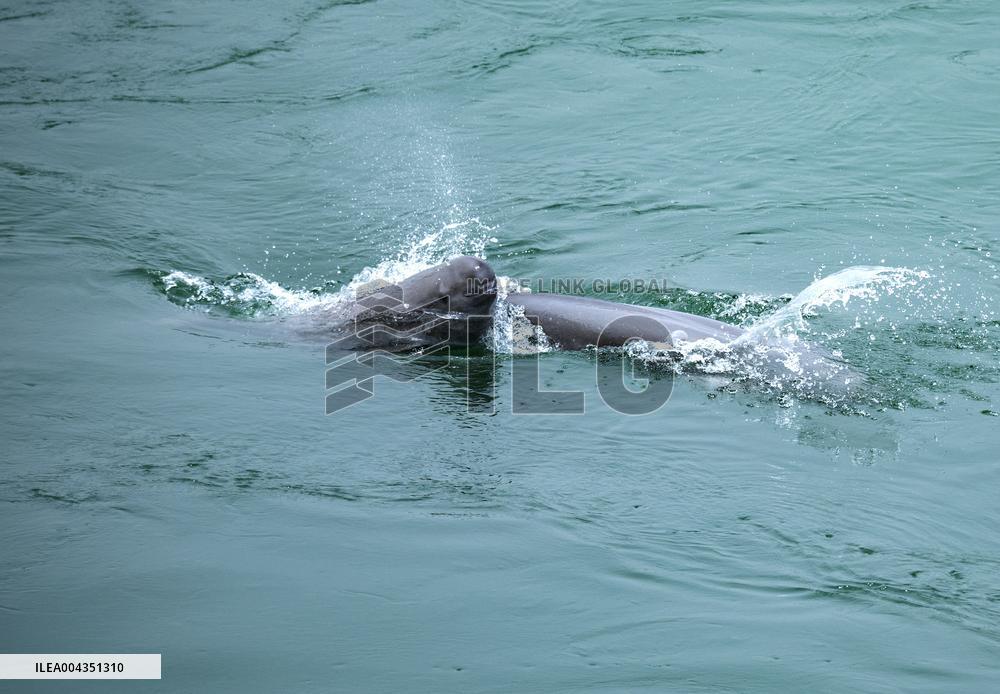 Finless Porpoise