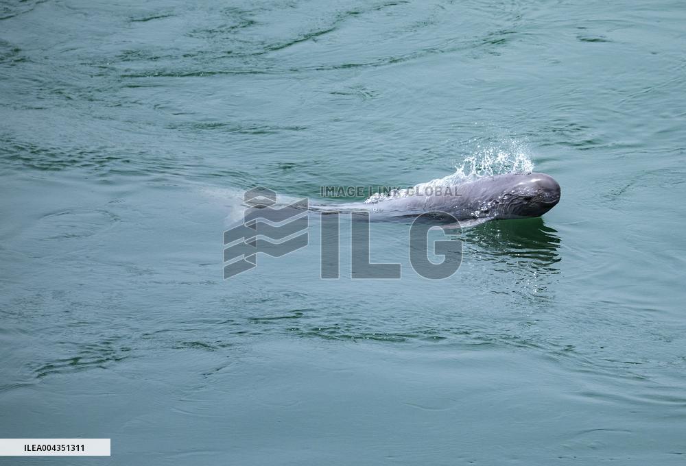 Finless Porpoise
