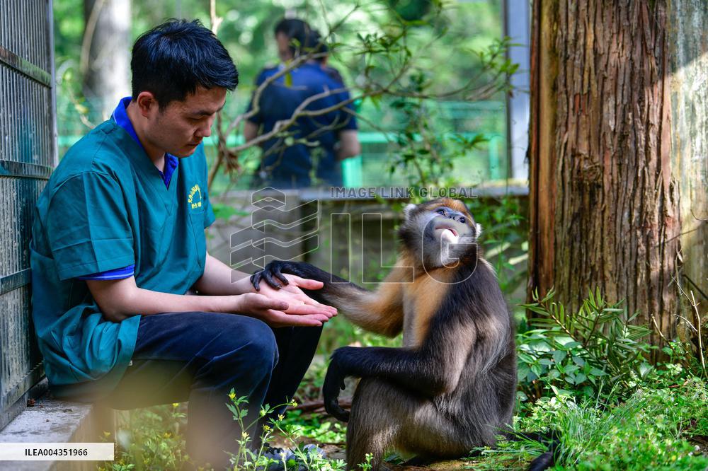 Snub-Nosed Monkey - China