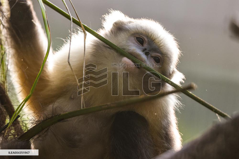 Snub-Nosed Monkey - China