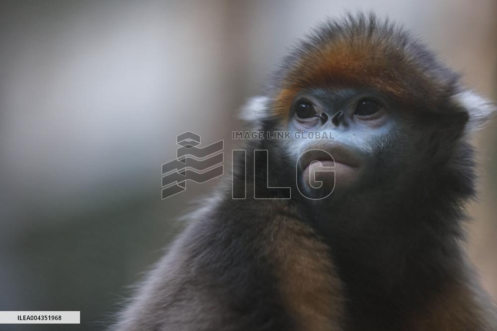 Snub-Nosed Monkey - China