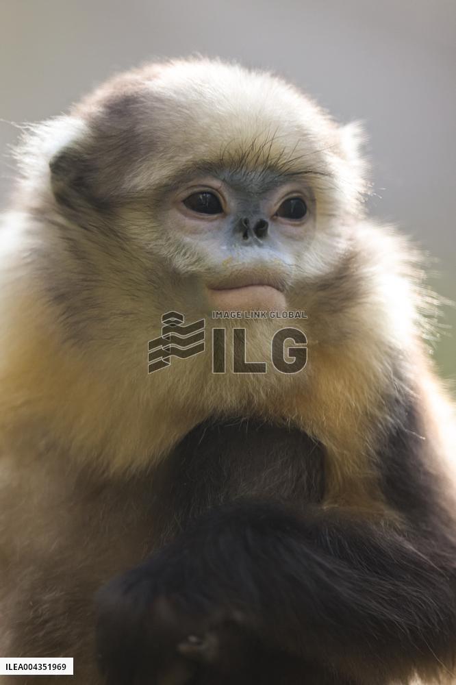Snub-Nosed Monkey - China
