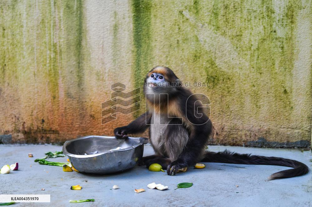 Snub-Nosed Monkey - China