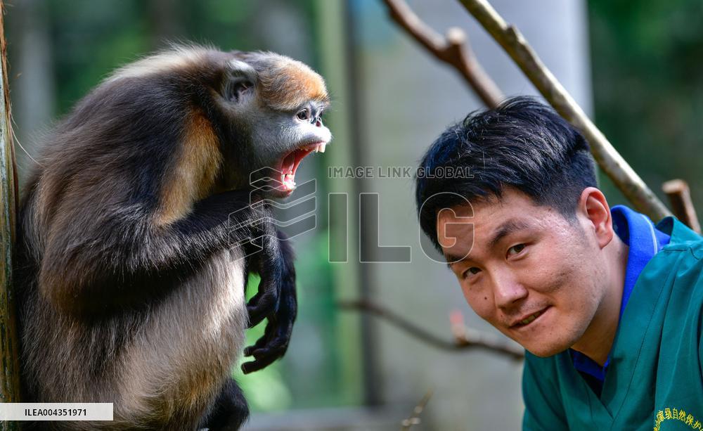 Snub-Nosed Monkey - China