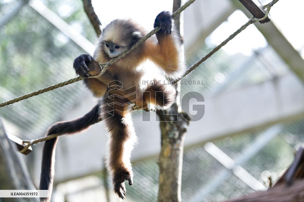 Snub-Nosed Monkey - China