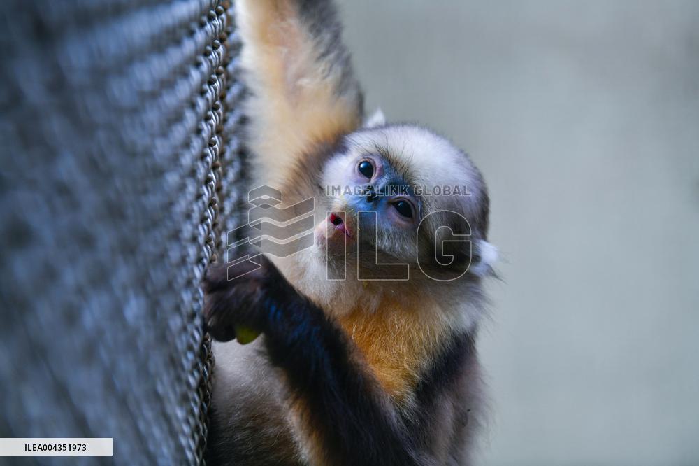 Snub-Nosed Monkey - China